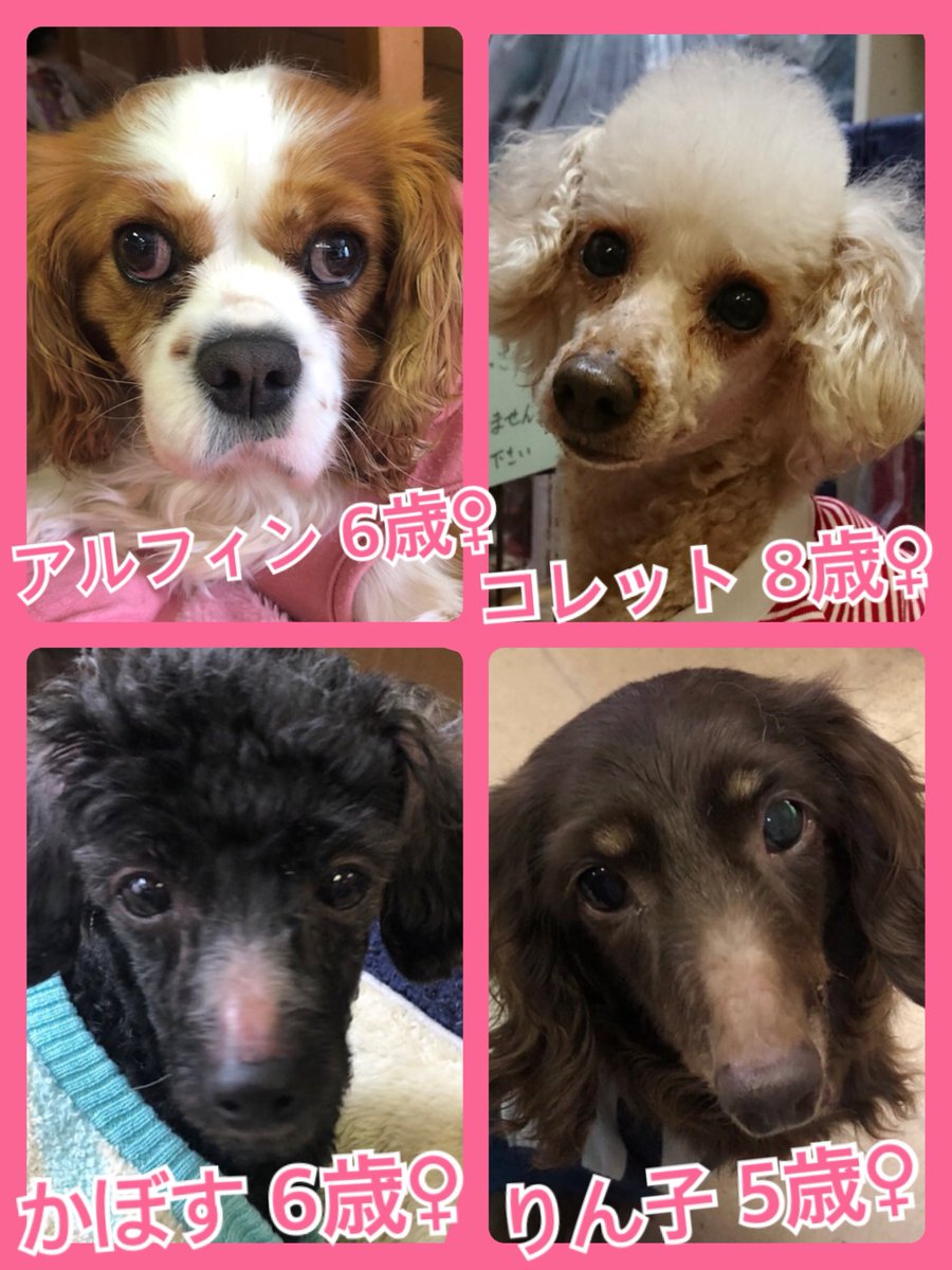 🐾今日の里親様募集中ワンコ🐶メンバーです🐾2019,4,3